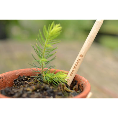 Sprout blyant træ - Billede 4